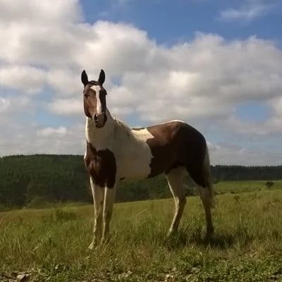 Acompanhante morena cavalona em São Paulo